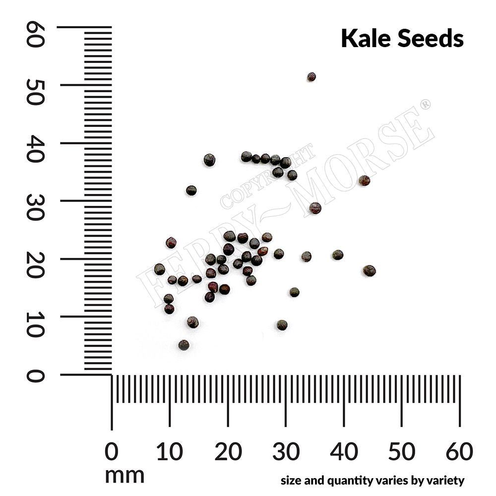 Kale seed spill and measurement